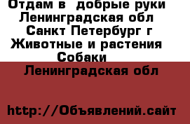 Отдам в  добрые руки - Ленинградская обл., Санкт-Петербург г. Животные и растения » Собаки   . Ленинградская обл.